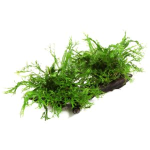 Microsorum pteropus 'Windeløv' (Art. 008B YWX)