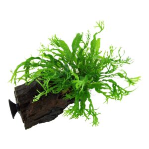 Microsorum pteropus 'Windeløv' (Art. 008B ZWS)