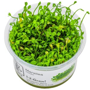 Marsilea minuta – InVitro 3er Pack