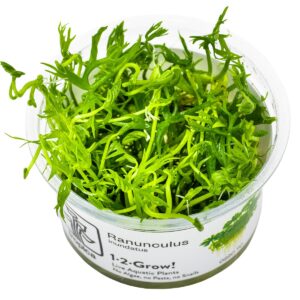 Ranunculus inundatus – InVitro 3er Pack
