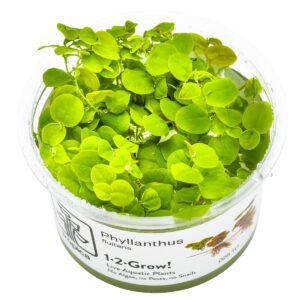 Phyllanthus fluitans – InVitro 3er Pack