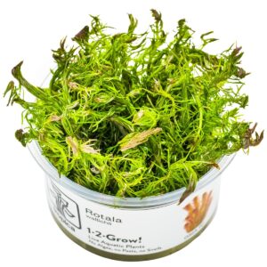 Rotala wallichii – InVitro 3er Pack