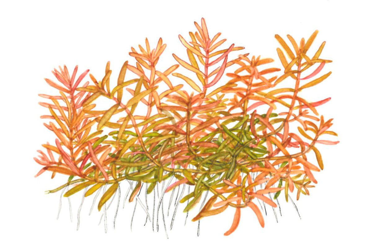 Rotala rotundifolia 'H'ra' – InVitro 3er Pack – Ansicht 3
