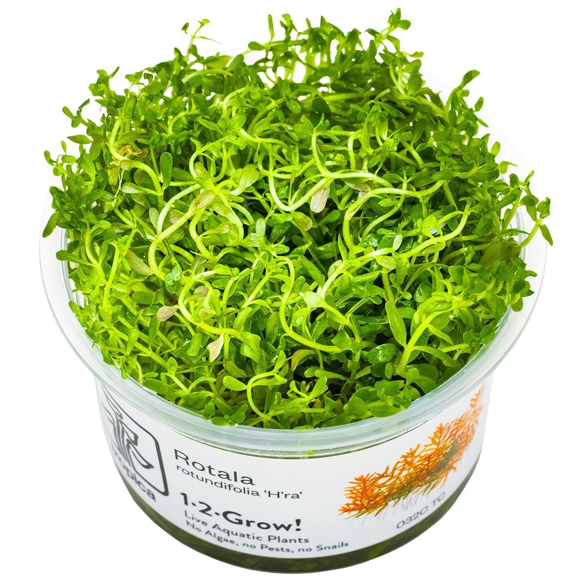 Rotala rotundifolia 'H'ra' – InVitro 3er Pack