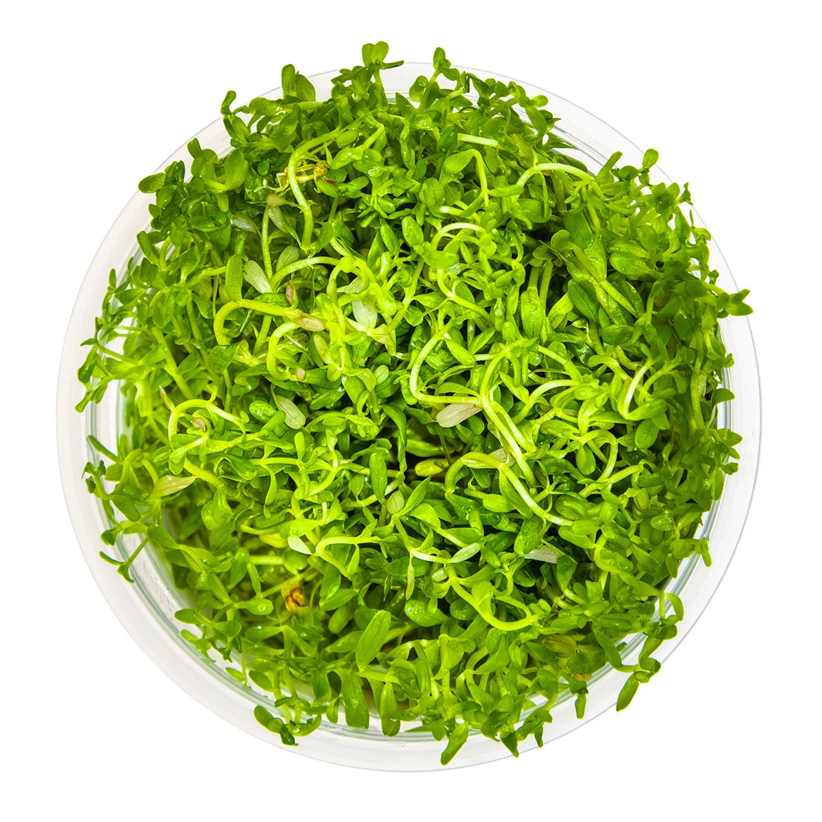 Rotala rotundifolia 'H'ra' – InVitro 3er Pack – Ansicht 2