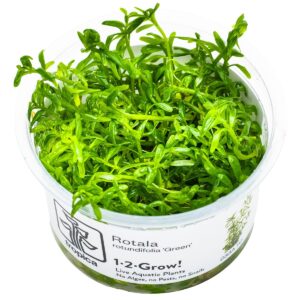 Rotala rotundifolia 'Green' – InVitro 3er Pack