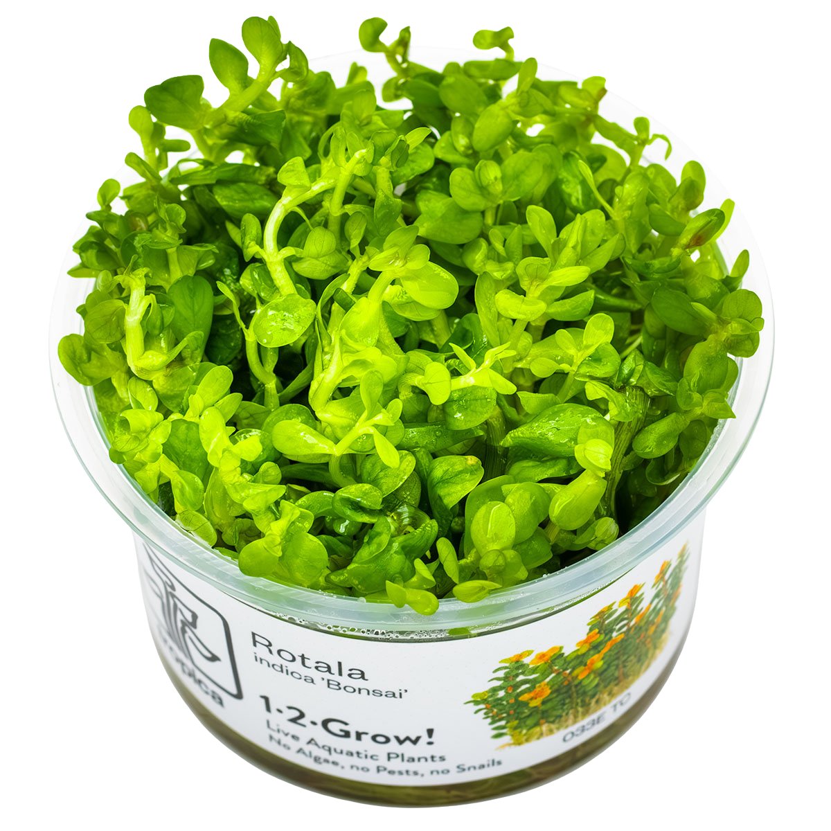 Rotala indica 'Bonsai' – InVitro 3er Pack