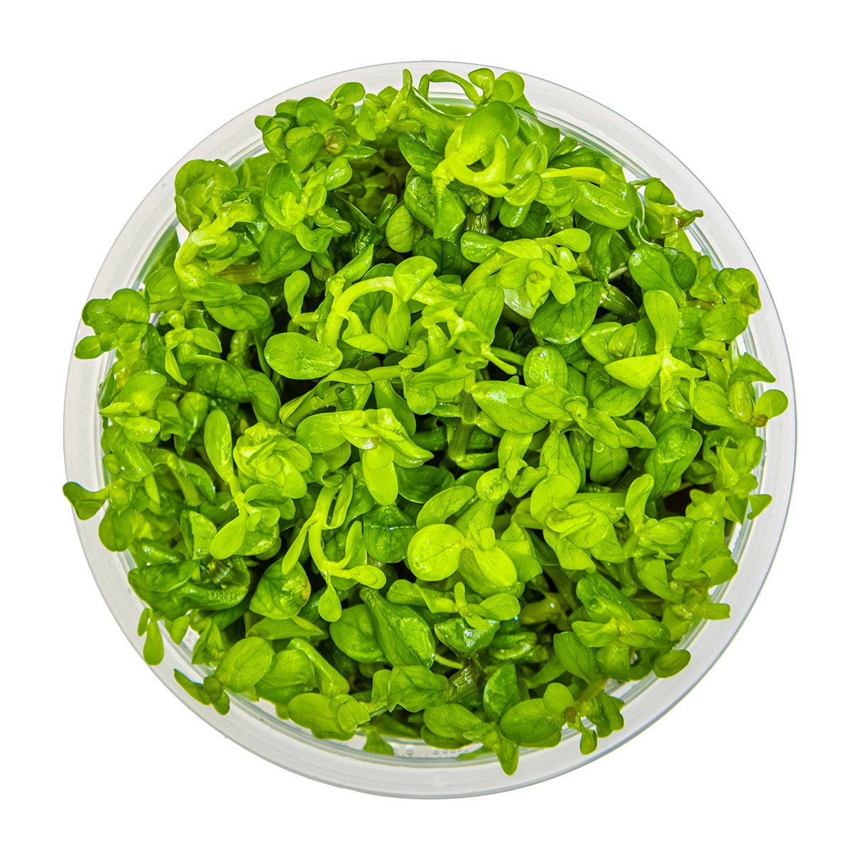 Rotala indica 'Bonsai' – InVitro 3er Pack – Ansicht 2