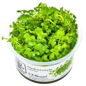Hydrocotyle tripartita – InVitro 3er Pack