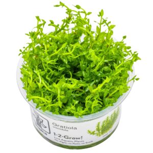 Gratiola viscidula – InVitro 3er Pack