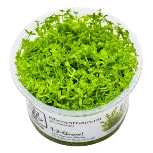 Micranthemum glomeratum – InVitro 3er Pack