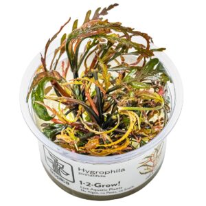 Hygrophila pinnatifida – InVitro 3er Pack
