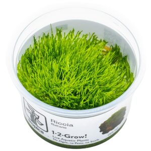 Riccia fluitans – InVitro 3er Pack