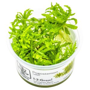 Pogostemon helferi – InVitro 3er Pack