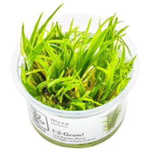 Blyxa japonica – InVitro 3er Pack