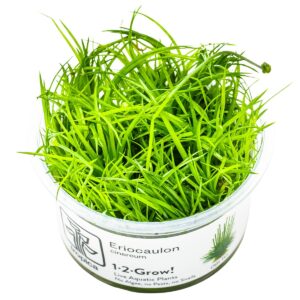 Eriocaulon cinereum – InVitro 3er Pack