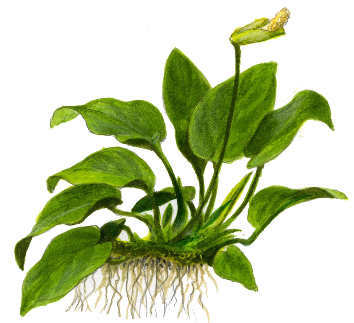Anubias barteri nana (Art. 101 YWS) – Ansicht 3