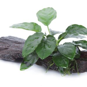 Anubias barteri nana (Art. 101 YWS)
