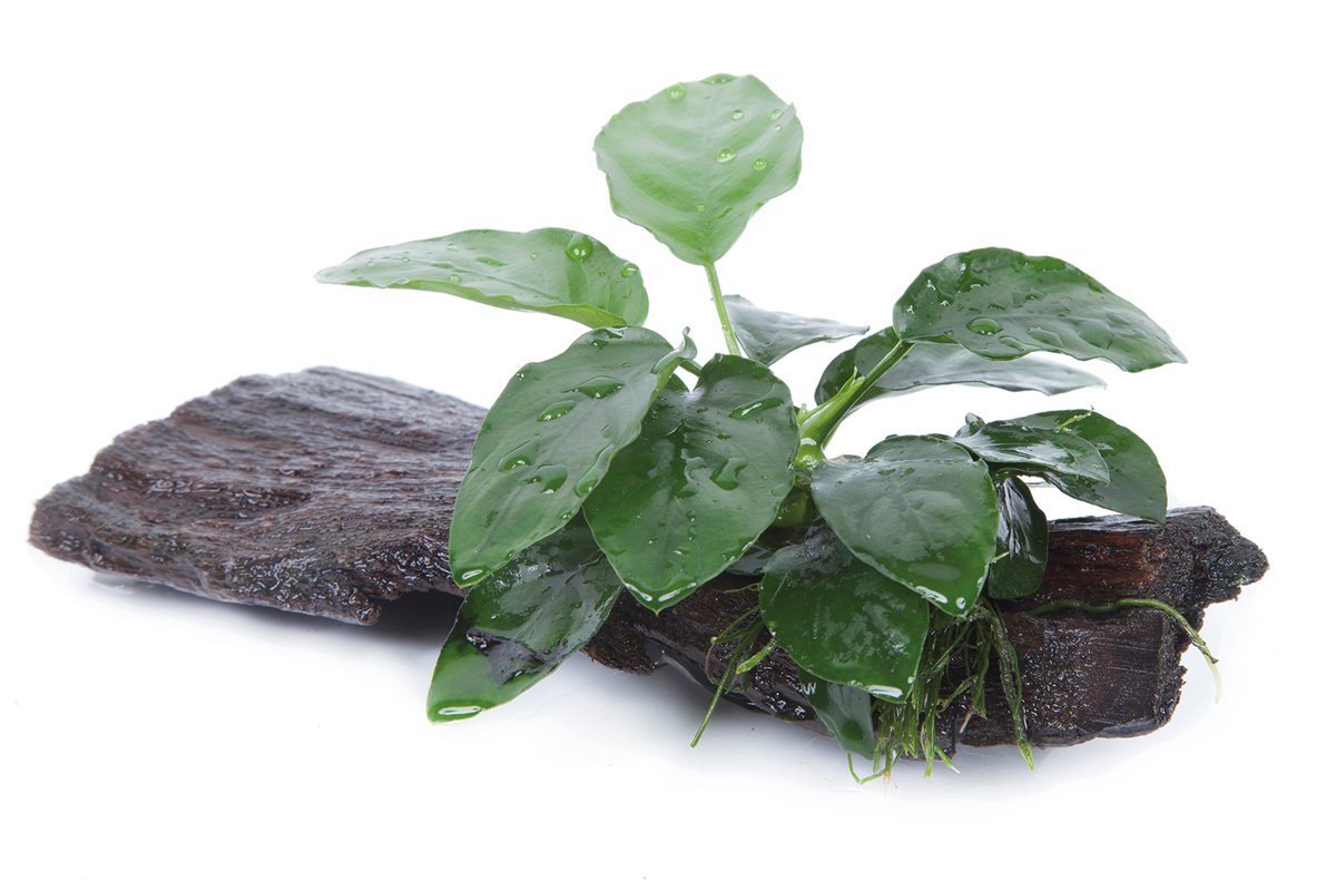 Anubias barteri nana (Art. 101 YWS)