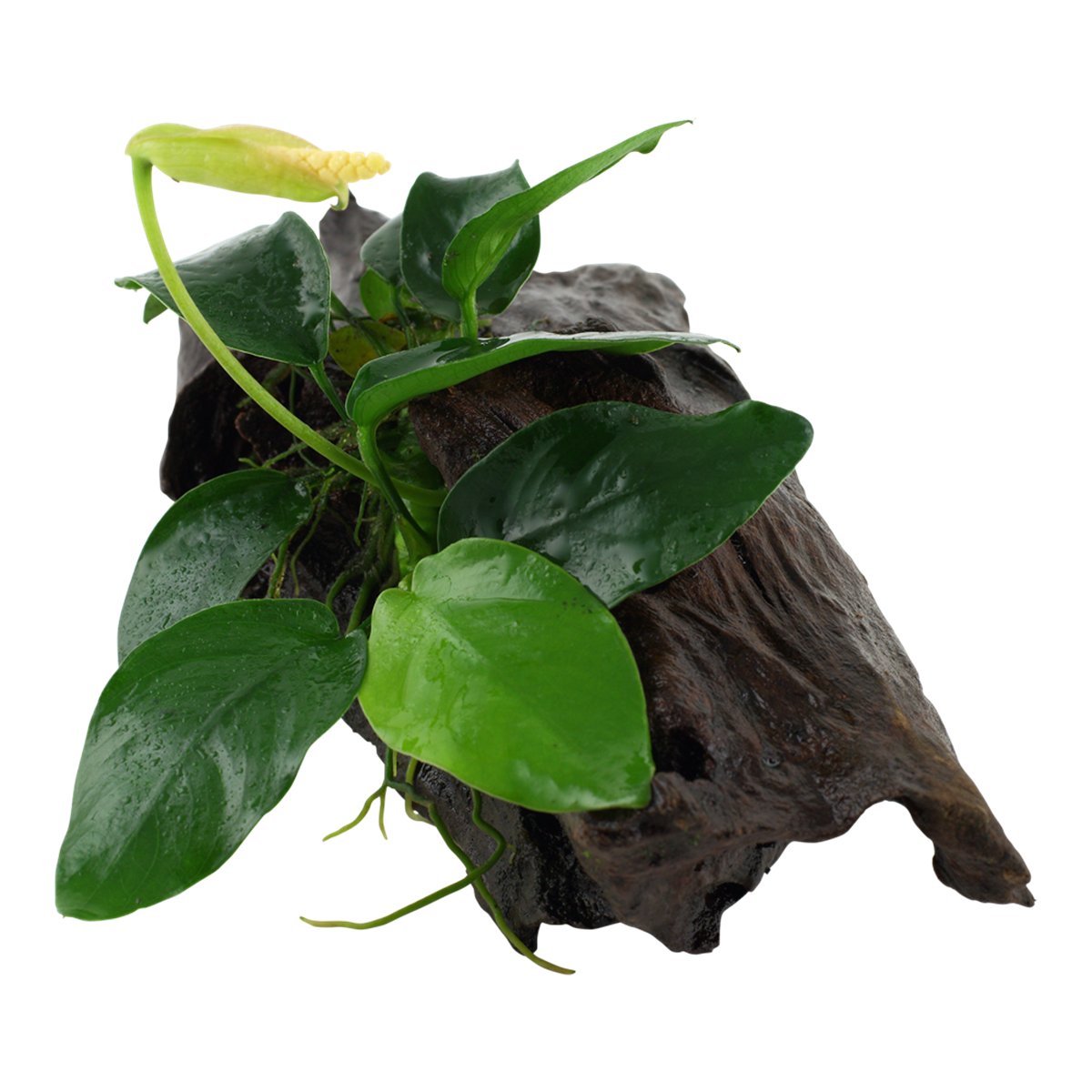 Anubias barteri nana (Art. 101 YWS) – Ansicht 2