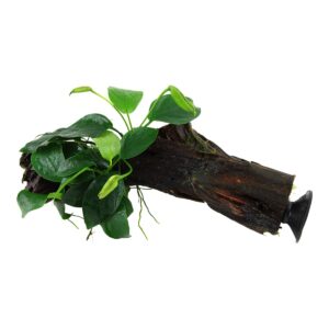 Anubias barteri nana (Art. 101 ZWS)