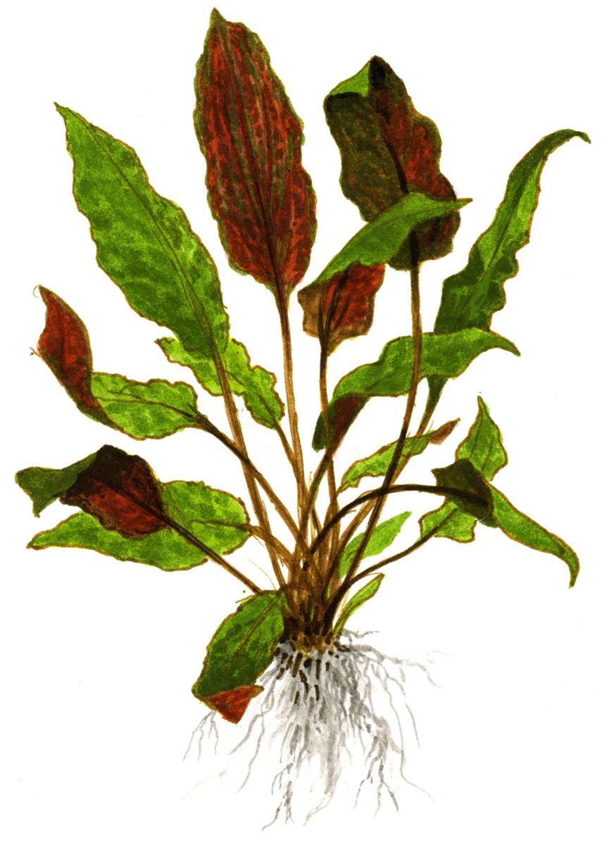 Cryptocoryne wendtii 'Mi Oya' – InVitro 3er Pack – Ansicht 3