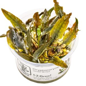 Cryptocoryne wendtii 'Mi Oya' – InVitro 3er Pack