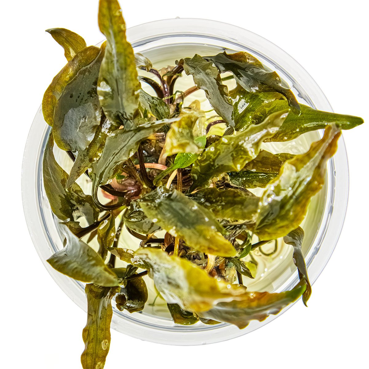 Cryptocoryne wendtii 'Mi Oya' – InVitro 3er Pack – Ansicht 2