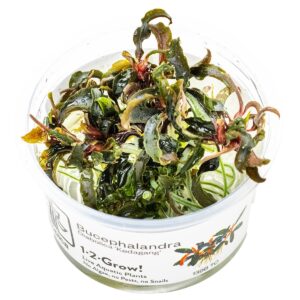 Bucephalandra diabolica' Kedagang' – InVitro 3er Pack