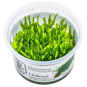 Vesicularia ferriei 'Weeping Moss' – InVitro 3er Pack