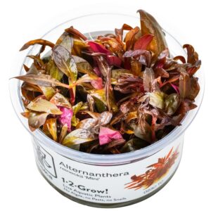 Alternanthera reineckii 'Mini' – InVitro 3er Pack