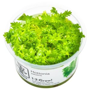 Hottonia palustris – InVitro 3er Pack