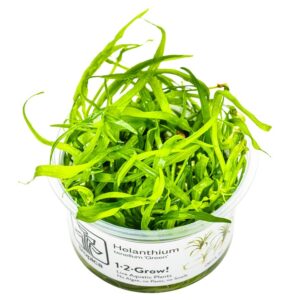 Helanthium tenellum 'Green' – InVitro 3er Pack