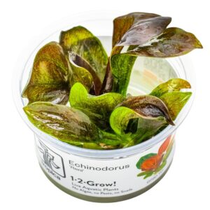 Echinodorus 'Reni' – InVitro 3er Pack