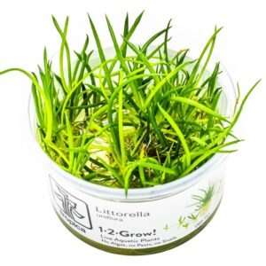 Littorella uniflora – InVitro 3er Pack