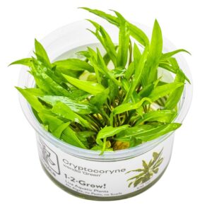 Cryptocoryne wendtii 'Green' – InVitro 3er Pack