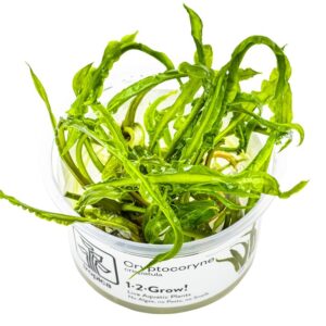 Cryptocoryne crispatula – InVitro 3er Pack