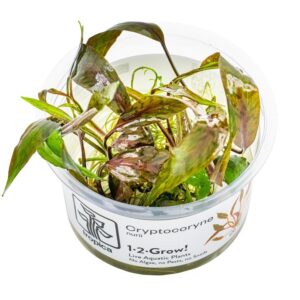 Cryptocoryne nurii – InVitro 3er Pack