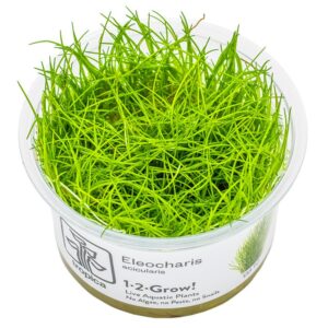 Eleocharis acicularis – InVitro 3er Pack