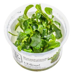 Bucephalandra pygmaea 'Bukit Kelam' – InVitro 3er Pack